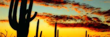 Saguaro cactus at sunset in the Sonoran desert, Arizona