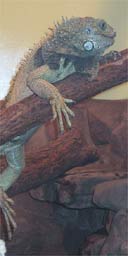 Iguana, Chester Zoo, Cheshire