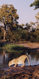 Lion drinking in Botswana
