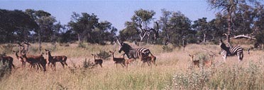 Zebras and impala,  Selinda, Botswana