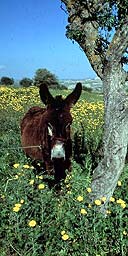Donkey, Cyprus