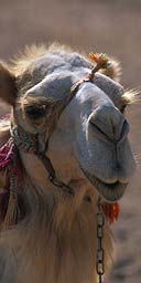 A camel
