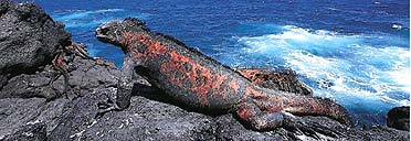 Iguana, Galapagos islands