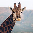 Giraffe seen on South African safari