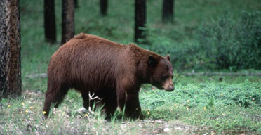 Grizzly bear