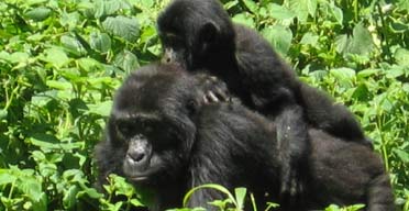 Gorilla, Uganda