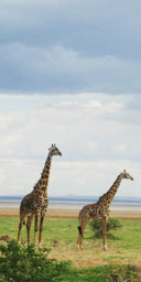 Giraffes