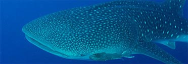 Whale shark in Belize