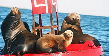 Sea lions