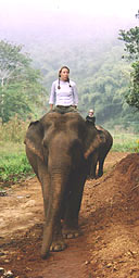 Thai elephant camp
