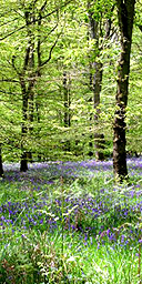 Forest of Dean