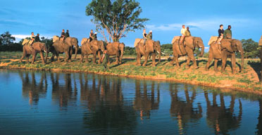 Elephant safari