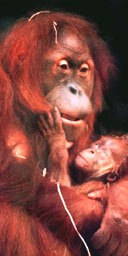 Orang-utan, Borneo