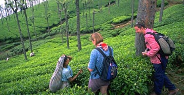 Tea-picking, India