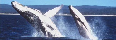 Humpback whales