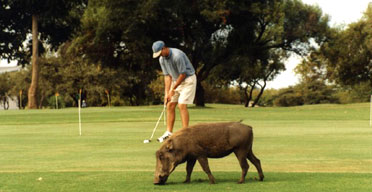 Golf in South Africa
