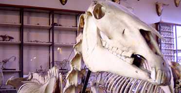 Fragonard museum, Paris