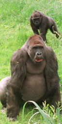 Gorilla