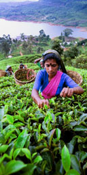 Tea plantation, Sri Lanka