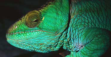 Parson's chameleon