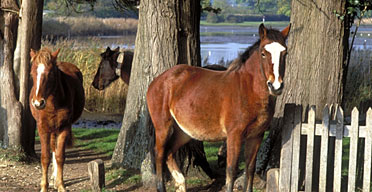 Horses in the New Forest