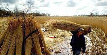 Reed-cutting on the Norfolk Broads