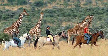 riding giraffes