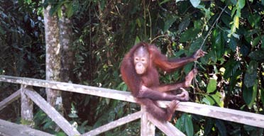 Orang-utan, Malaysia