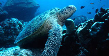 Green marine turtle, Australia