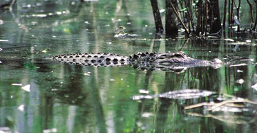 Alligator, Seminole Indian Rese