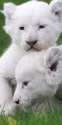 Two white lion cubs