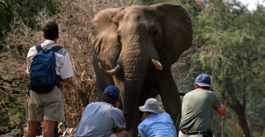 Elephant-spotting in Botswana