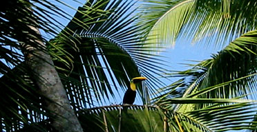 A toucan, Costa Rica