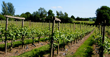 Chapel Down vineyard, Kent