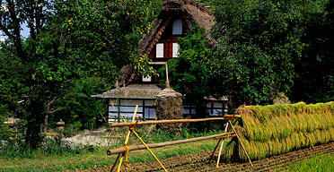 Rice farm, Takayama, Japan