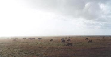 Norfolk (Cows) by Richard Billingham