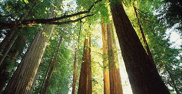 Redwood forest