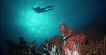 Diving: Sea of Cortez