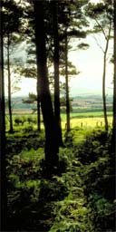 Escape: tree climbing