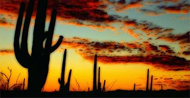 Arizona State Cactus