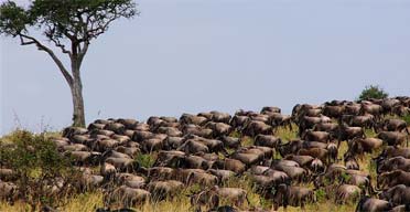 Tanzania: Wildebeest