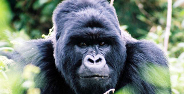 A Ugandan gorilla, from a Rainbow Tours holiday
