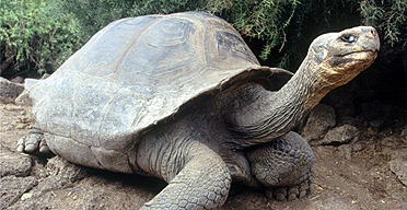 A giant turtle on the Galapagos Islands
