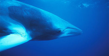 Minke whale