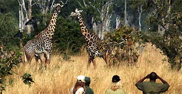 Giraffes, safari in Zambia