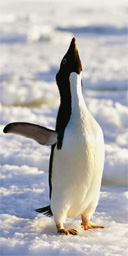 Penguin, Antarctica