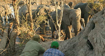Safari elephant
