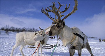 Reindeer in Lapland