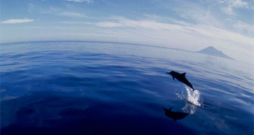 Dolphin, Sulawesi