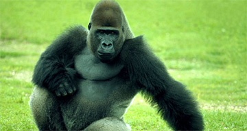 Gorilla